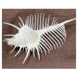 Spiny Murex Sea Shell Specimen