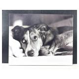 Dog Black & White Photo Canvas Print