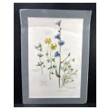 Flowers Of The Wayside Print P.J. Hammond