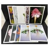 Botanical Art Print Set of 10 Jennifer Lis 11x14