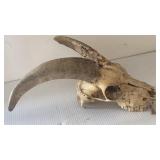 Ram skull with horns