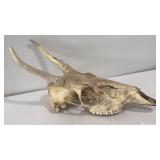 Dear skull with antlers.