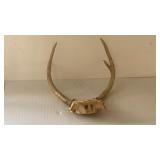 Antlers with no head