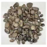 Petoskey Stone, Charlevoix, Fossil Rock & Pebble