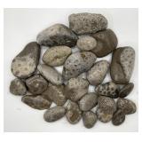 Petoskey Stone Charlevoix Fossils Rock Collection