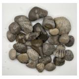 Petoskey Stone, Charlevoix, Fossils Rock