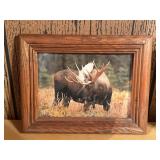 Moose Wildlife Framed Photo Print