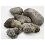 Petoskey Stone Raw Unpolished Rock Collection