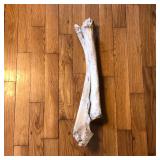 20" Bone