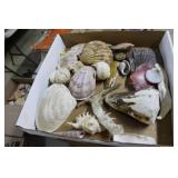 Tray lot shells incl clams, sea sponge, oysters