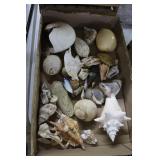 Tray lot shells incl: sand dollar, muscles, mollus