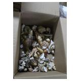 box assorted beach found shells: mollusks, drill s