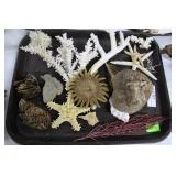 Coral & Starfish shell lot