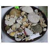Shell grouping incl. mollusks, razor shells, clams