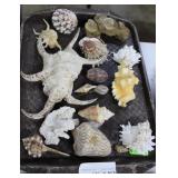 Shells incl. fossils, drill shells