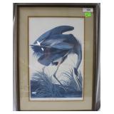 Framed numbered print "Great Blue Heron" No .43