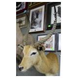 Taxidermy shoulder mount of a reed buck