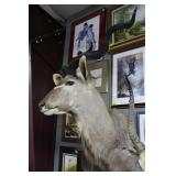 Kudo Deer taxidermy shoulder mount