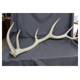 6 pt antlerApprox. 48 in overall length