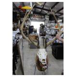 10 point Elk skull mount