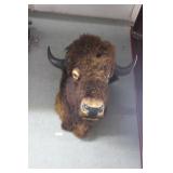 Large Buffalo shoulder mount. Approx 42 in hi,24 i