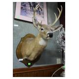 Six point Buck mount