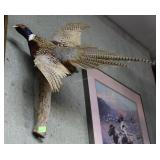 Ring necked pheasant mount