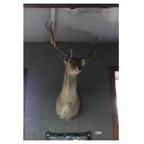 Elk Shoulder Mount