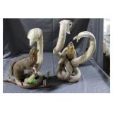 Pair of taxidermy mongoose eating cobras