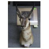Pronghorn shoulder mount
