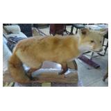 Red fox mount26 in x 21 in hi