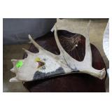Moose antler custom Indian painting of Eagle with