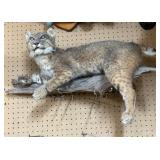 Bobcat Taxidermy on Driftwood - approx. 31" x 22"