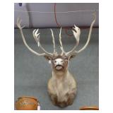 Caribou "Double Shovel" Shoulder Mount