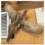 Female Pheasant in Flight