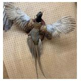 Male Pheasant in Flight