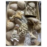 Grouping of Seashells, sponges, and coral