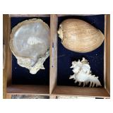 Three large shells