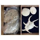 Shells, sponge & coral
