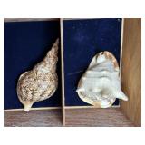 Two conch shells
