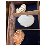 Three large shells - nautilus, & conch