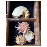 Grouping shells - 4
