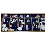 Shelf grouping shells in great pastel colors