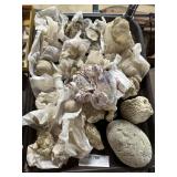 Coral, fossils & seashells