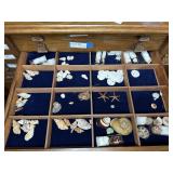 Shell collection  - starfish, sand dollars,