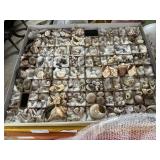 Printers tray of assorted shells incl mollusks, &