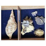 Great XL shells