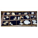 Shelf of Shells - lambis, venus comb murex & more