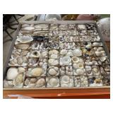 Large Grouping of Sorted Seashells