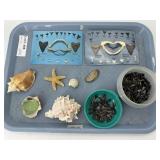 Sharks teeth, shells, starfish